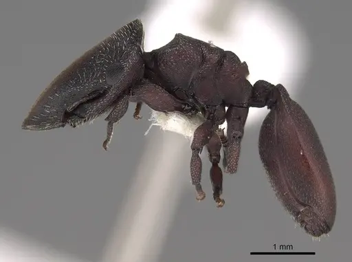 Cephalotes patellaris specimen CASENT0922518 image casent0922518_3