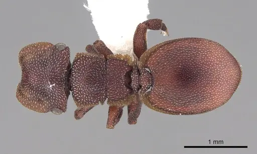 Cephalotes patellaris specimen CASENT0922519 image casent0922519_1