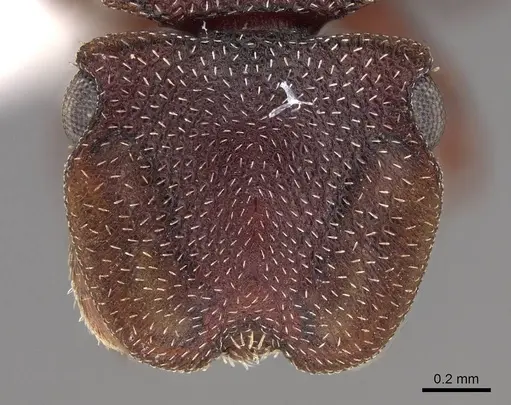 Cephalotes patellaris specimen CASENT0922519 image casent0922519_2