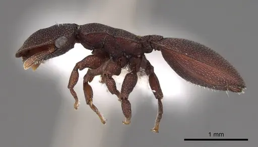 Cephalotes patellaris specimen CASENT0922519 image casent0922519_3
