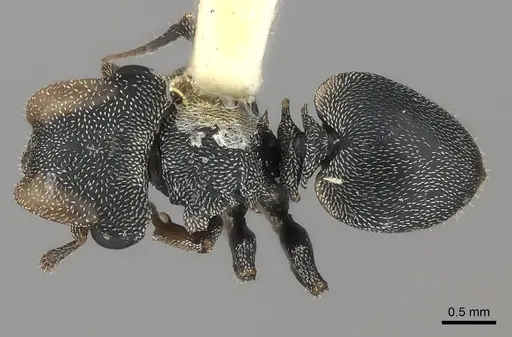 Cephalotes pavonii specimen CASENT0217841 image casent0217841_1