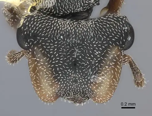 Cephalotes pavonii specimen CASENT0217841 image casent0217841_2