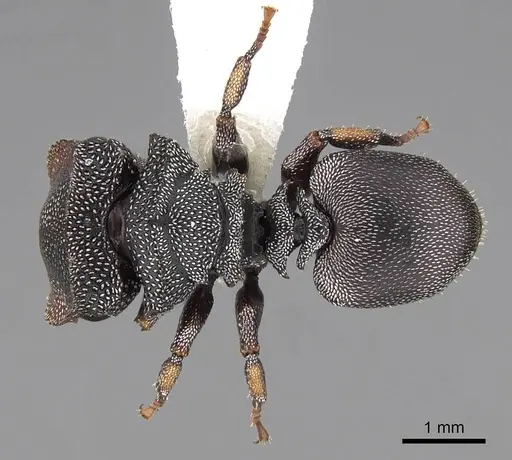 Cephalotes pavonii specimen CASENT0922610 image casent0922610_1