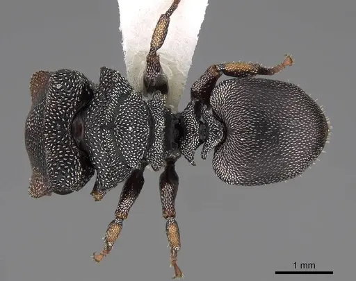 Cephalotes pavonii specimen CASENT0922610 image casent0922610_2