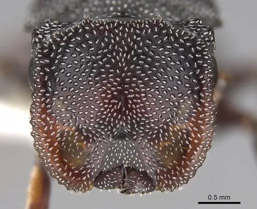 Cephalotes pavonii specimen CASENT0922610 image casent0922610_3