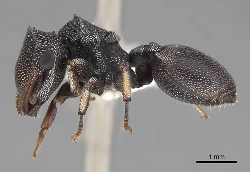 Cephalotes pavonii specimen CASENT0922610 image casent0922610_4