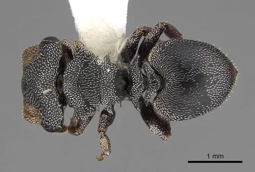 Cephalotes pavonii specimen CASENT0922611 image casent0922611_1