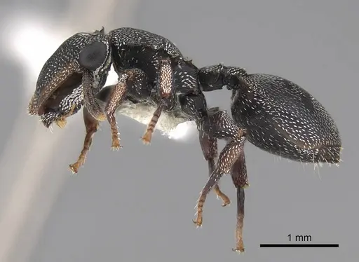 Cephalotes pavonii specimen CASENT0922611 image casent0922611_3