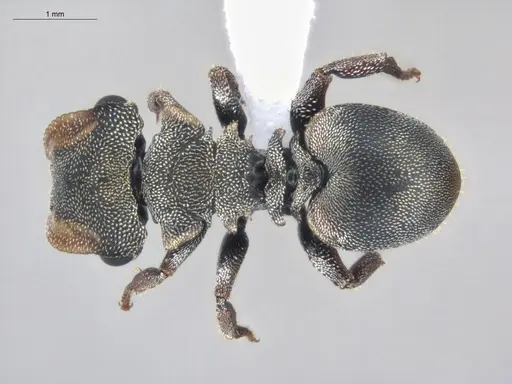 Cephalotes pavonii specimen ECOFOG-BUG-1737-07 image ecofog-bug-1737-07_1