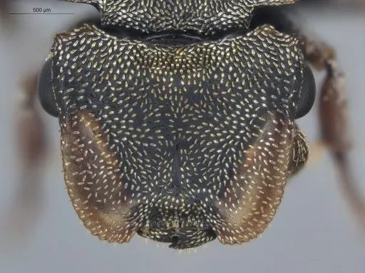 Cephalotes pavonii specimen ECOFOG-BUG-1737-07 image ecofog-bug-1737-07_2