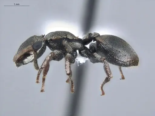 Cephalotes pavonii specimen ECOFOG-BUG-1737-07 image ecofog-bug-1737-07_3
