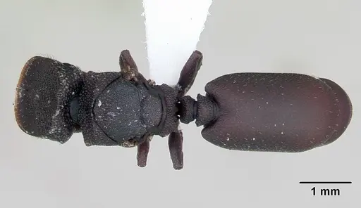 Cephalotes pellans specimen CASENT0173696 image casent0173696_1