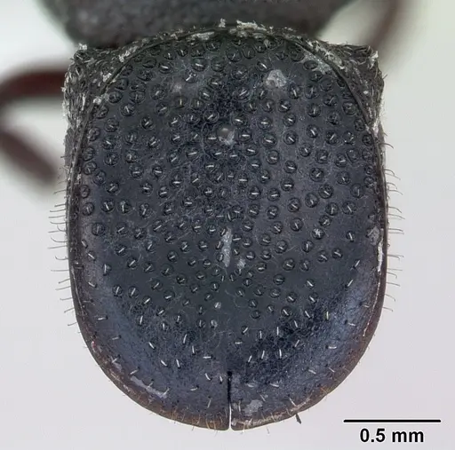 Cephalotes pellans specimen CASENT0173696 image casent0173696_2