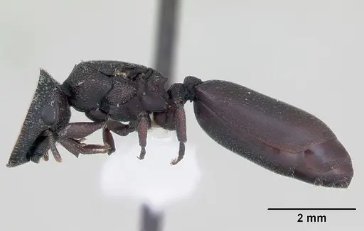 Cephalotes pellans specimen CASENT0173696 image casent0173696_3