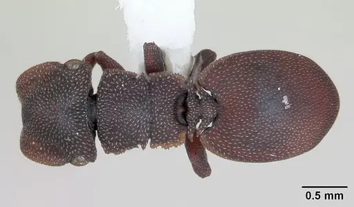 Cephalotes pellans specimen CASENT0173697 image casent0173697_1
