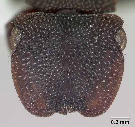 Cephalotes pellans specimen CASENT0173697 image casent0173697_2