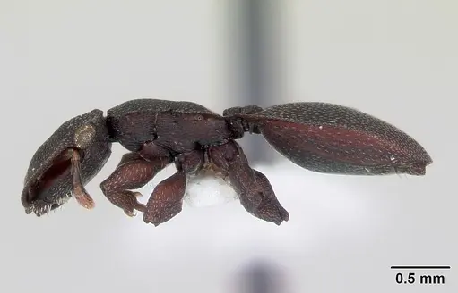 Cephalotes pellans specimen CASENT0173697 image casent0173697_3