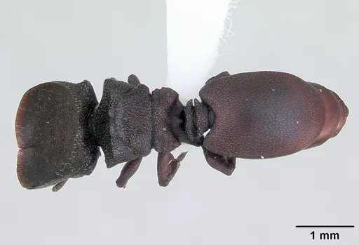 Cephalotes pellans specimen CASENT0173698 image casent0173698_1