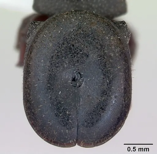 Cephalotes pellans specimen CASENT0173698 image casent0173698_2