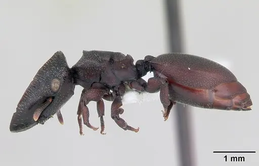 Cephalotes pellans specimen CASENT0173698 image casent0173698_3