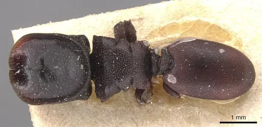 Cephalotes pellans specimen CASENT0904927 image casent0904927_1