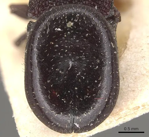 Cephalotes pellans specimen CASENT0904927 image casent0904927_2
