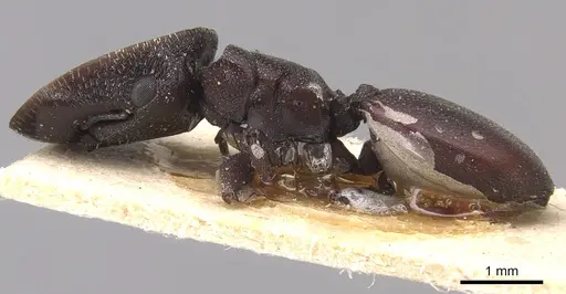 Cephalotes pellans specimen CASENT0904927 image casent0904927_3