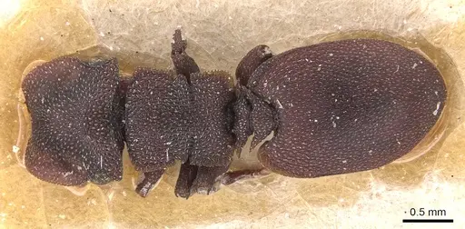 Cephalotes pellans specimen CASENT0904928 image casent0904928_1