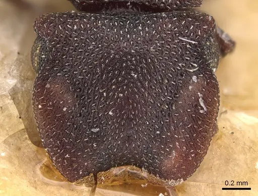 Cephalotes pellans specimen CASENT0904928 image casent0904928_2