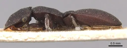 Cephalotes pellans specimen CASENT0904928 image casent0904928_3