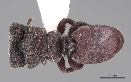 Cephalotes pellans specimen CASENT0922520 image casent0922520_1