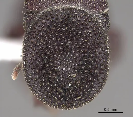 Cephalotes pellans specimen CASENT0922520 image casent0922520_2