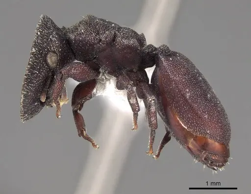 Cephalotes pellans specimen CASENT0922520 image casent0922520_3