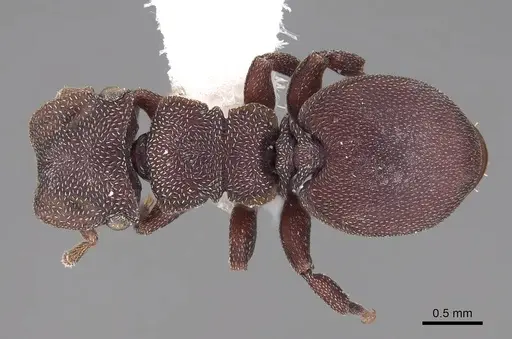 Cephalotes pellans specimen CASENT0922521 image casent0922521_1