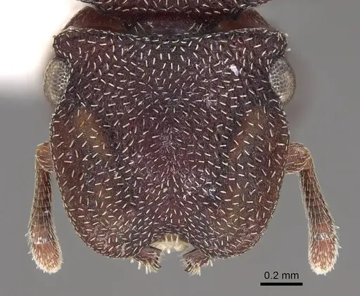 Cephalotes pellans specimen CASENT0922521 image casent0922521_2