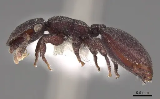 Cephalotes pellans specimen CASENT0922521 image casent0922521_3