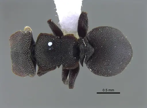 Cephalotes pellans specimen CBUMAGENT41989 image cbumagent41989_1