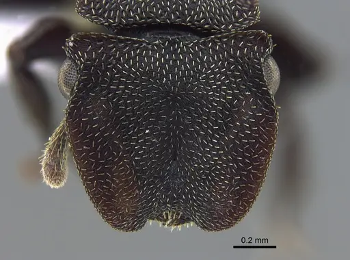 Cephalotes pellans specimen CBUMAGENT41989 image cbumagent41989_2