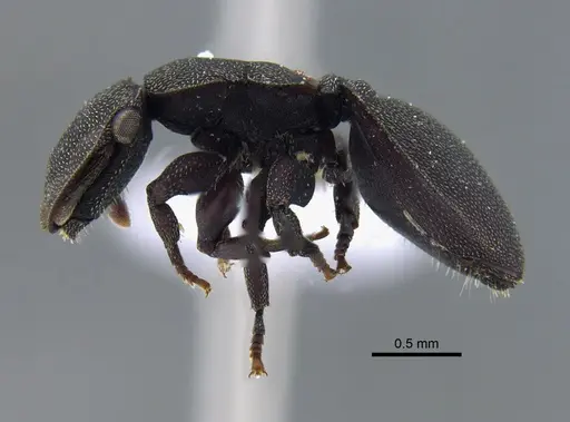 Cephalotes pellans specimen CBUMAGENT41989 image cbumagent41989_3