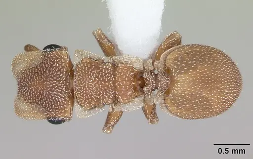 Cephalotes persimilis specimen CASENT0173700 image casent0173700_1