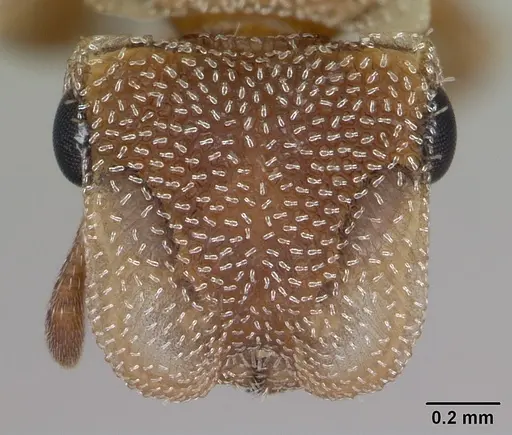 Cephalotes persimilis specimen CASENT0173700 image casent0173700_2