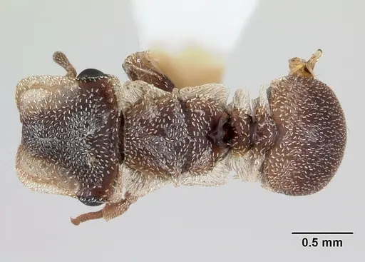 Cephalotes persimilis specimen CASENT0178626 image casent0178626_1