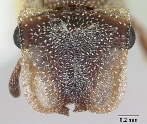 Cephalotes persimilis specimen CASENT0178626 image casent0178626_2