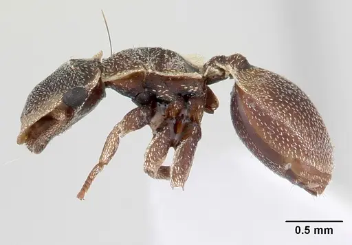 Cephalotes persimilis specimen CASENT0178626 image casent0178626_3