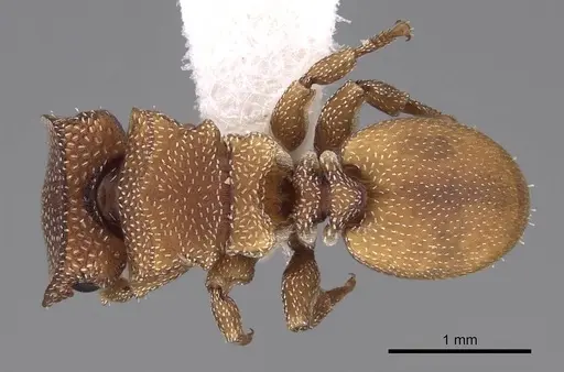 Cephalotes persimilis specimen CASENT0922541 image casent0922541_1