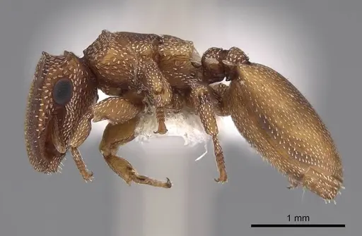 Cephalotes persimilis specimen CASENT0922541 image casent0922541_3