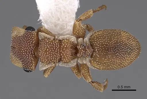 Cephalotes persimilis specimen CASENT0922542 image casent0922542_1