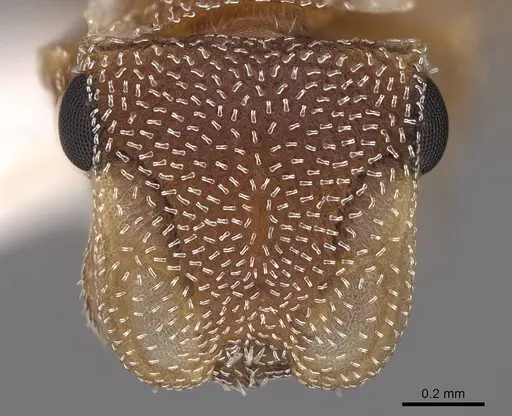 Cephalotes persimilis specimen CASENT0922542 image casent0922542_2