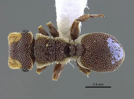 Cephalotes persimilis specimen CBUMAGENT41988 image cbumagent41988_1