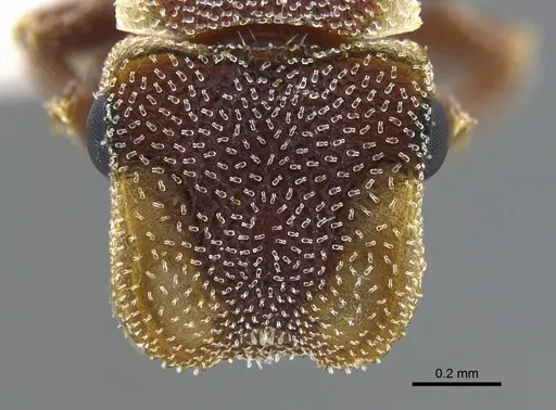 Cephalotes persimilis specimen CBUMAGENT41988 image cbumagent41988_2